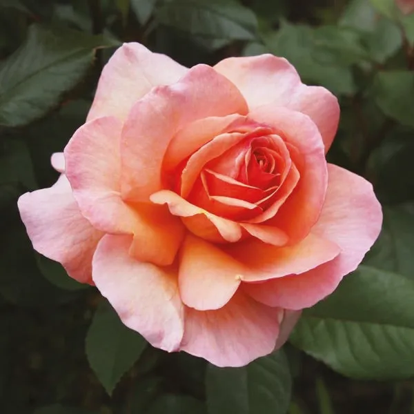 Bohemian Rose Large Tumbler