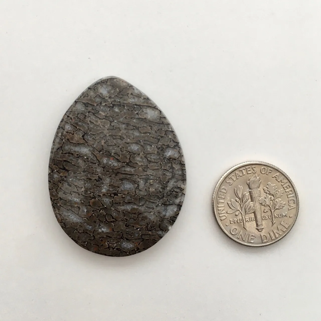 Fossilized Dinosaur Bone