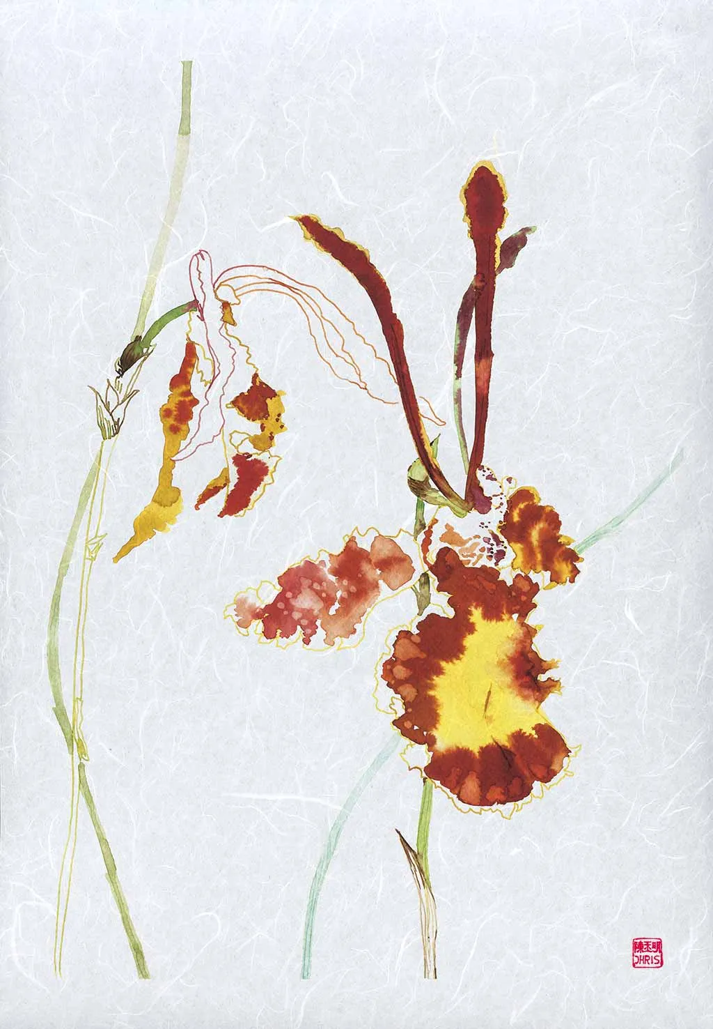 Psychopsis Papilio Orchid